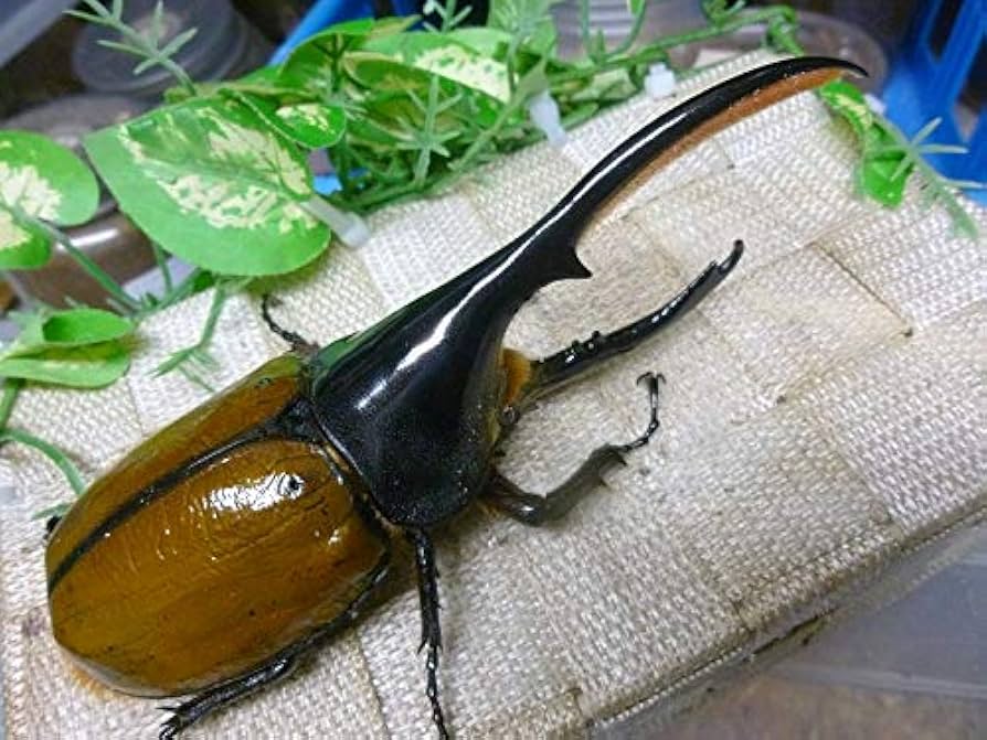 ヘラクレスリッキー♂単品